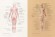Основы анатомии человека. Наглядное руководство для художников
