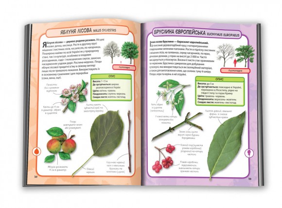 Дерева. Міні-енциклопедія Дерева. Міні-енциклопедія