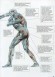 Анатомия Боя. Силовые упражнения для боевых искусств