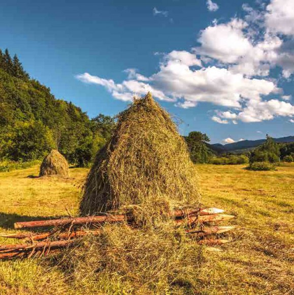 Смаки Буковини. Гастрономічний путівник традиційної кухні Смаки Буковини. Гастрономічний путівник традиційної кухні