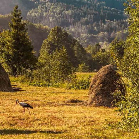 Смаки Буковини. Гастрономічний путівник традиційної кухні Смаки Буковини. Гастрономічний путівник традиційної кухні
