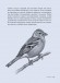 Птицы: Крылатые чудеса природы
