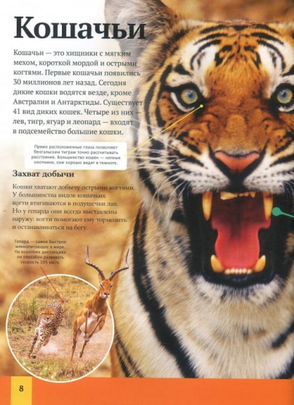 Детская энциклопедия животных Детская энциклопедия животных