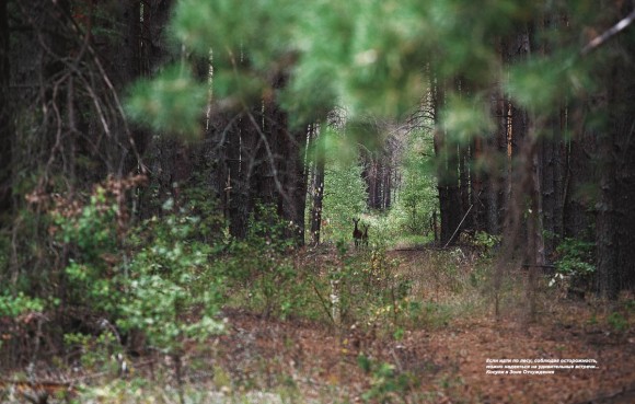 Чернобыльская зона глазами сталкера Чернобыльская зона глазами сталкера