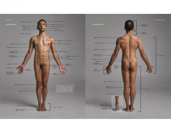 Анатомія для художників. Наочний посібник із зображення людського тіла