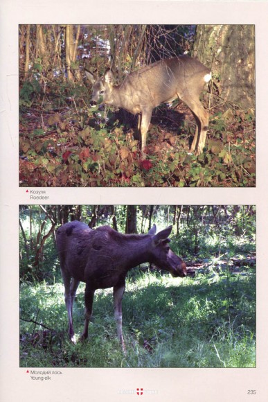 Волинь - шляхами до Європи / Волинь. Час. Люди. Історія. Погляд крізь об'єктив Волинь - шляхами до Європи / Волинь. Час. Люди. Історія. Погляд крізь об'єктив