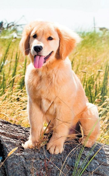 Дрессировка и воспитание собаки Дрессировка и воспитание собаки