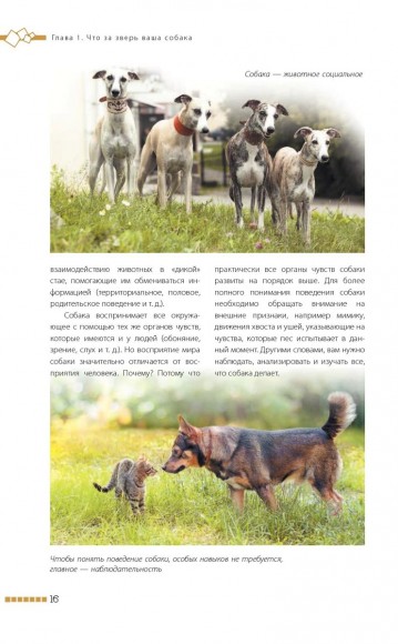 Дрессировка и воспитание собаки Дрессировка и воспитание собаки