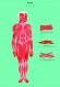 Анатомия. Интерактивный атлас с клапанами и резными иллюстрациями