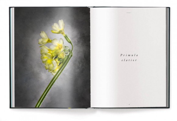 A Tribute to Flowers. Plants Under Pressure