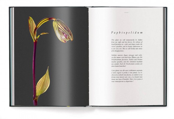 A Tribute to Flowers. Plants Under Pressure