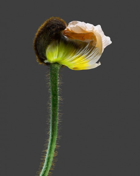 A Tribute to Flowers. Plants Under Pressure