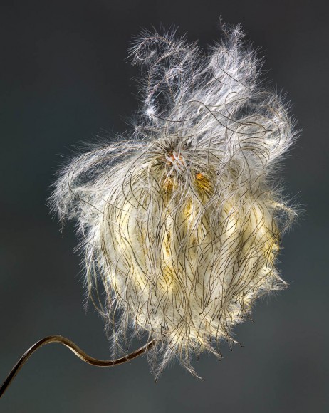 A Tribute to Flowers. Plants Under Pressure