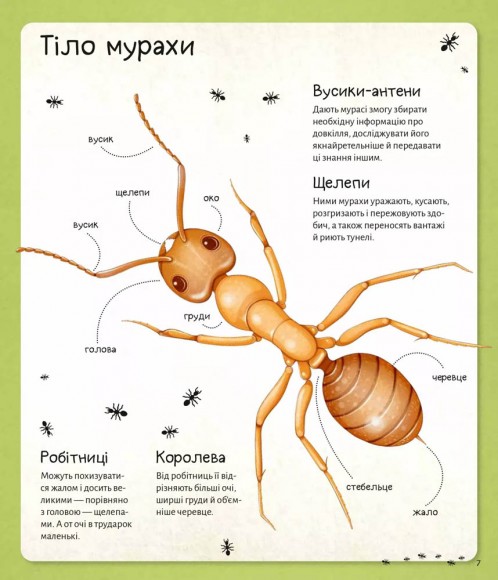 Світ мурах Світ мурах