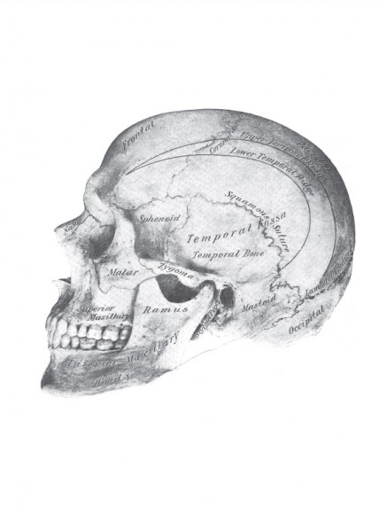 Анатомия Грея. Анатомические структуры с оригинальной и современной терминологией на английском, латинском и русском языках