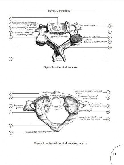 Анатомия Грея. Анатомические структуры с оригинальной и современной терминологией на английском, латинском и русском языках