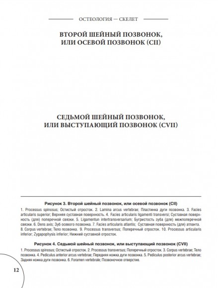 Анатомия Грея. Анатомические структуры с оригинальной и современной терминологией на английском, латинском и русском языках