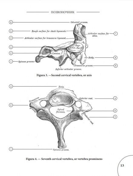 Анатомия Грея. Анатомические структуры с оригинальной и современной терминологией на английском, латинском и русском языках