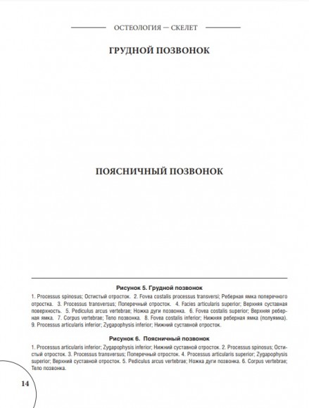 Анатомия Грея. Анатомические структуры с оригинальной и современной терминологией на английском, латинском и русском языках