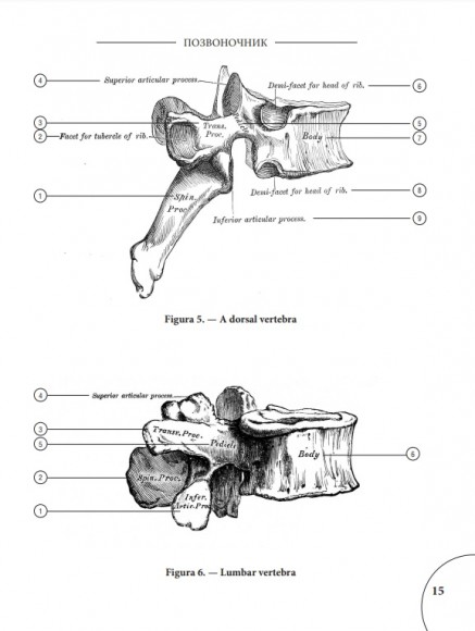 Анатомия Грея. Анатомические структуры с оригинальной и современной терминологией на английском, латинском и русском языках