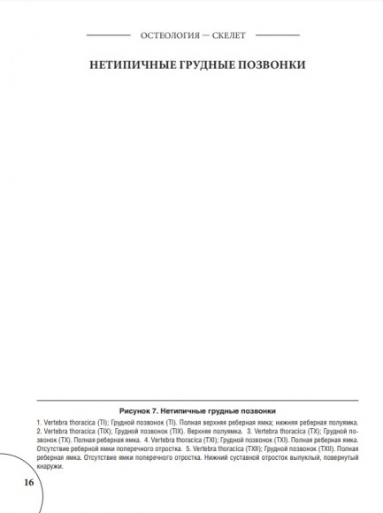 Анатомия Грея. Анатомические структуры с оригинальной и современной терминологией на английском, латинском и русском языках