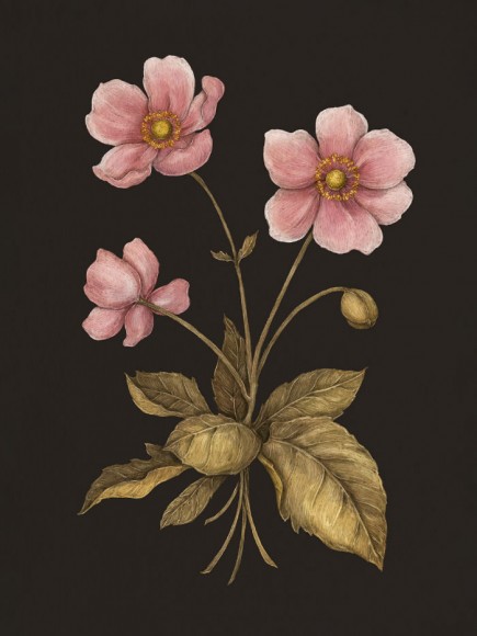 Флорографія: Ілюстрований довідник з вікторіанської мови квітів Флорографія: Ілюстрований довідник з вікторіанської мови квітів