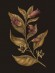 Флорографія: Ілюстрований довідник з вікторіанської мови квітів
