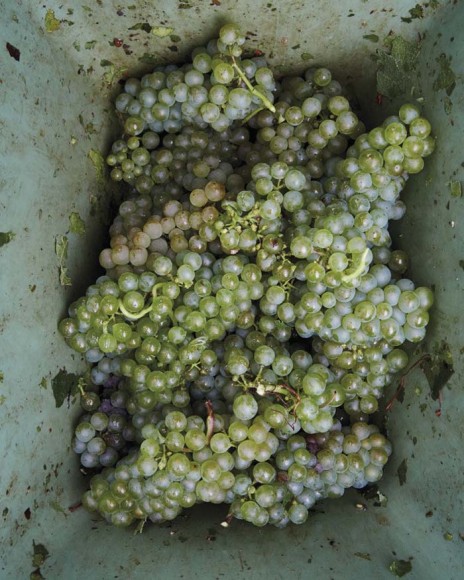 Champagne: The Essential Guide To The Wines, Producers And Terriors Of The Iconic Region Champagne: The Essential Guide To The Wines, Producers And Terriors Of The Iconic Region