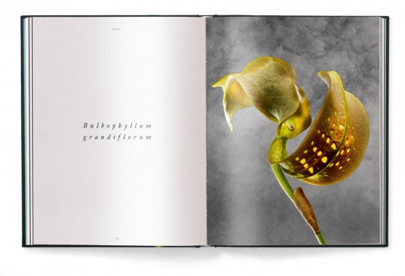 A Tribute to Flowers. Plants Under Pressure A Tribute to Flowers. Plants Under Pressure