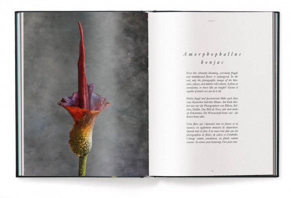 A Tribute to Flowers. Plants Under Pressure A Tribute to Flowers. Plants Under Pressure