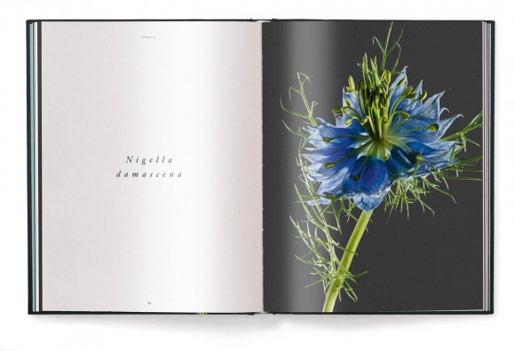 A Tribute to Flowers. Plants Under Pressure A Tribute to Flowers. Plants Under Pressure