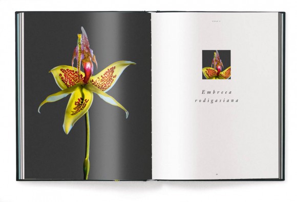 A Tribute to Flowers. Plants Under Pressure A Tribute to Flowers. Plants Under Pressure