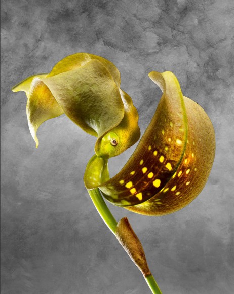 A Tribute to Flowers. Plants Under Pressure A Tribute to Flowers. Plants Under Pressure